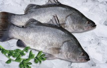 Cung cấp các loại hải sản, cá biển, tôm, mực giá sỉ - 19