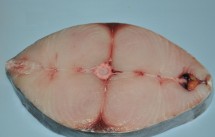 Cung cấp các loại hải sản, cá biển, tôm, mực giá sỉ - 18