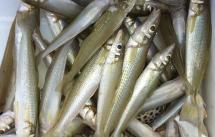 Cung cấp các loại hải sản, cá biển, tôm, mực giá sỉ - 9