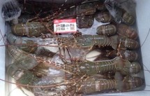 Cung cấp các loại hải sản, cá biển, tôm, mực giá sỉ - 20