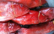 Cung cấp các loại hải sản, cá biển, tôm, mực giá sỉ - 1