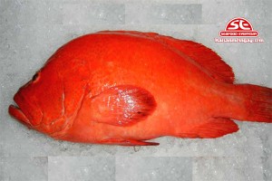 Cá mú đỏ
