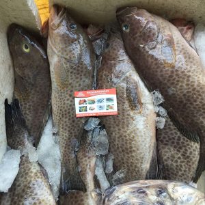 cá mú bông, cá mú nghệ