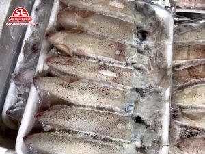 mực ống trứng