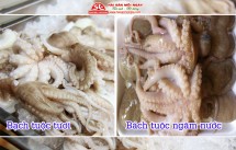 Phân biệt bạch tuộc