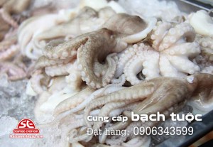 cung cấp bạch tuộc