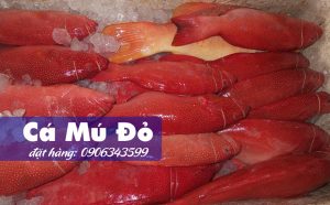 cá mú đỏ