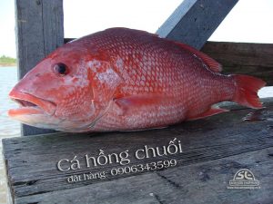 cá hồng chuối