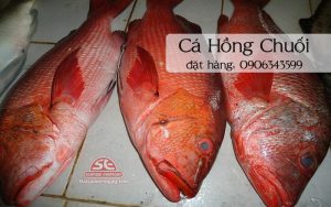 Cá hồng chuối