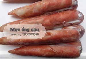 Mực ống câu