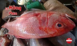 cá hồng phèn